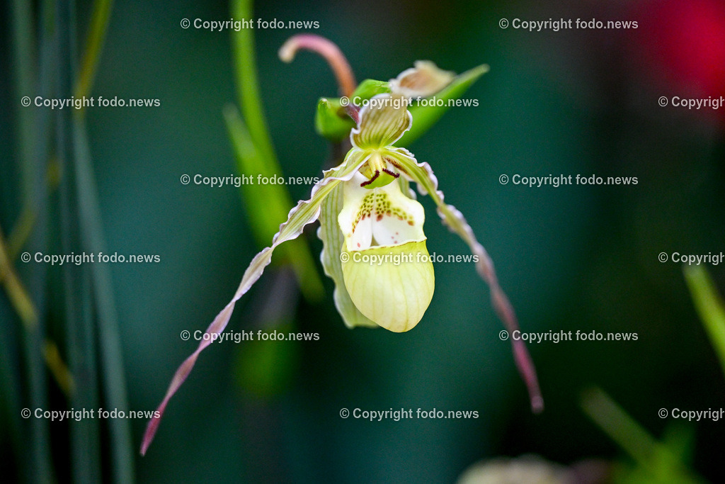Botanischer Garten Linz_ Schmetterlinge_ Orchideen_ 21.01.2024-98 | 21.01.2024, Botanischer Garten Linz, AUT, Orchideen, im Bild Blume, Bluete, Pflanze, Tropenhaus, tropisch, Farbe, exotisch, bunt, Flora