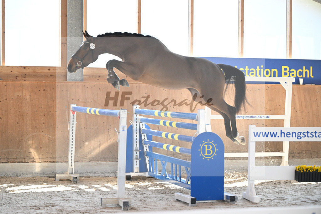 Kat-Nr. 63 Kelly du Tillard v. Aganix Du Seigneur_Keitel_14261720 | hf-fotografie - Realizzato con Pictrs.com