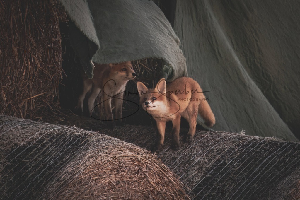 Fuchswelpen | Simone Sperber, svb-photography,Fotografin,Bilddesignerin,Naturfotografie,Macrofotografie,Tierfotografie,Wildtierfotografie,Ausstellungen,Auftragsfotografie,Kunst,Art,Photographer,Shootings,Bildberatbeitung,Galerie,Shop