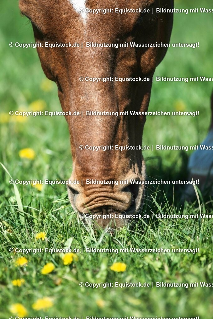 20210426_Pferd-auf-Koppel_0123 | equistock