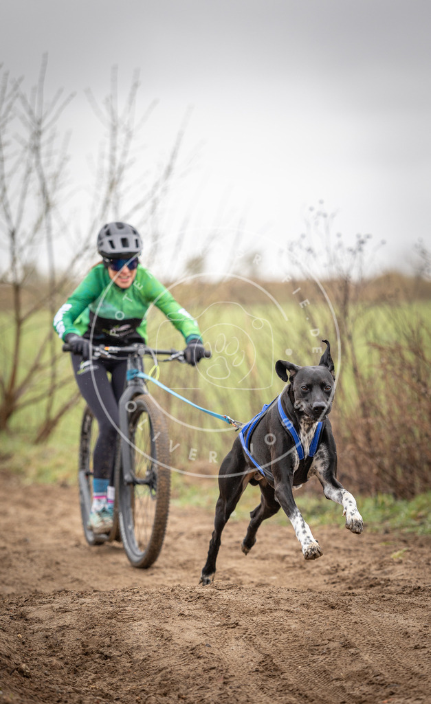 DV3A9181 | Hundefotografie, Tierfotograf, Pfotenfotografie, Fotoshooting Hund, Hunde Portrait, Hundesport, Hundeportraits, Heideshooting, Hunde, Sportfotograf, Hundefotograf, Turnierhundsport, THS,  - Realisiert mit Pictrs.com