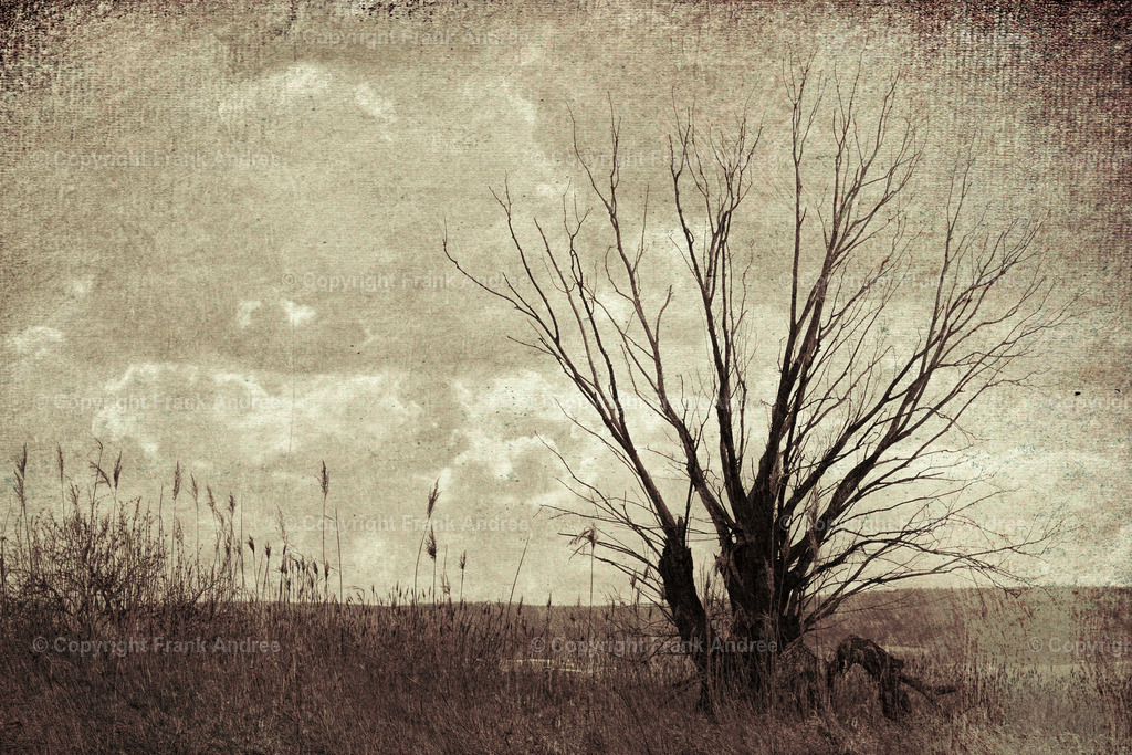 Alte Weide im Esperstedter Ried | Ein alter Weidenbaum mit Schilfgras im Esperstedter Ried. - Realisiert mit Pictrs.com