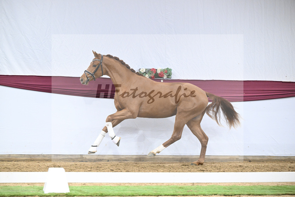 Kat-Nr. 135 Value x For Romance I_Drews Reutalmuehle eGbR_47254613 | hf-fotografie - Realisiert mit Pictrs.com