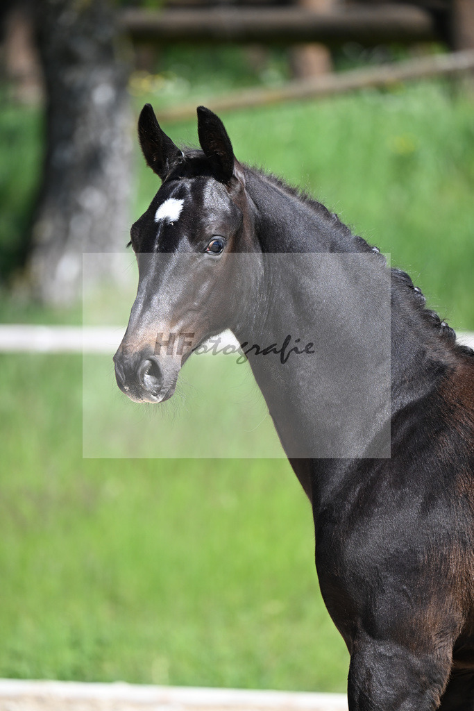 Escaneno x Negro_HF_Eder_10250052 | hf-fotografie - Realizzato con Pictrs.com