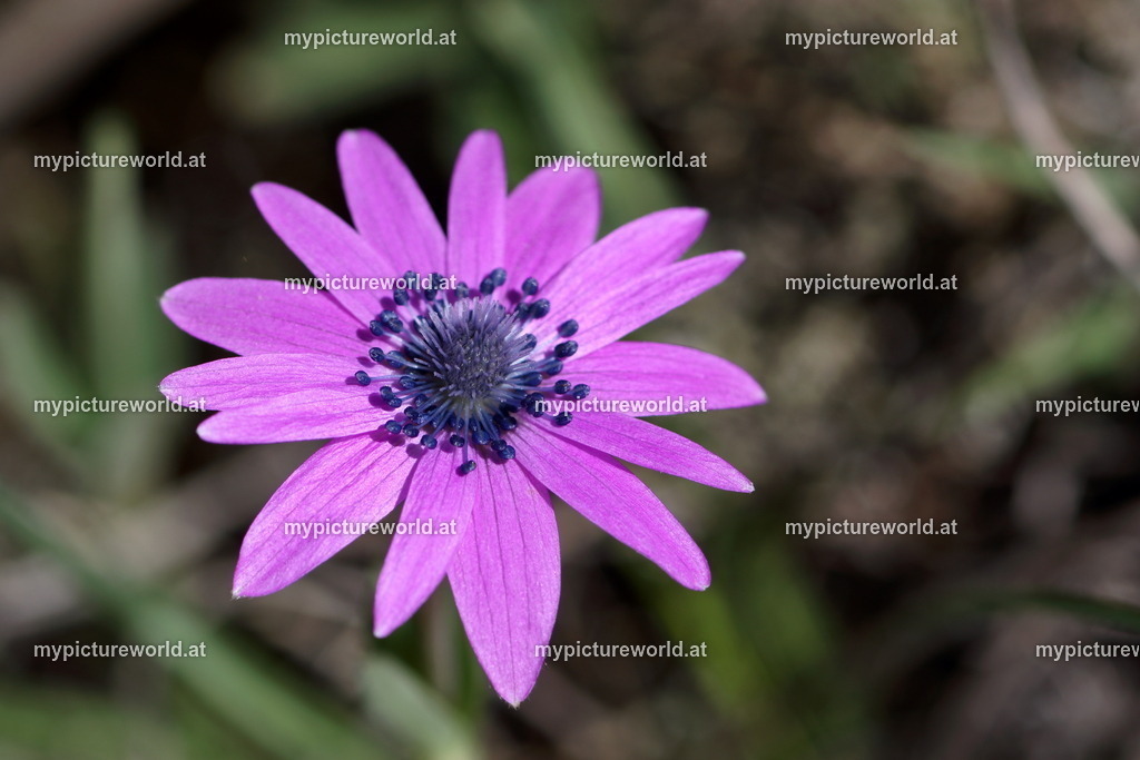 Stern-Anemone-007 | Das Bilderarchiv über Tiere, Planzen und Landschaften. In der Bilddatenbank finden Sie ein große Auswahl an hochwertigen Bilder für Ihre Werbung - Realized with Pictrs.com