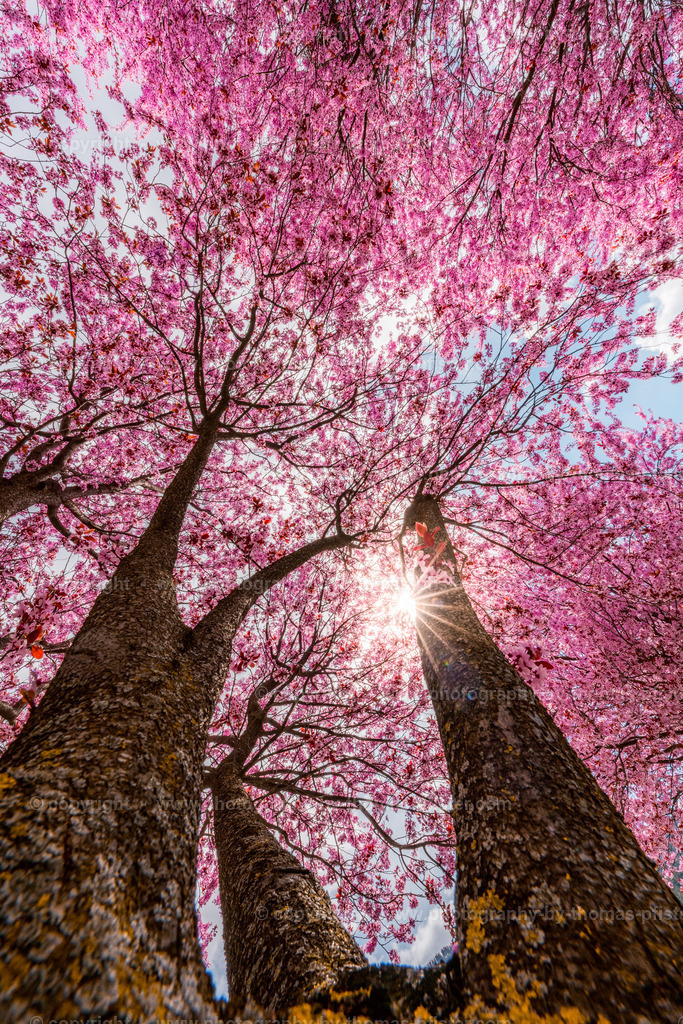 Kirschblüte Zams in Tirol copyright  Thomas Pfister-5 | PHOTOGRAPHY BY THOMAS PFISTER