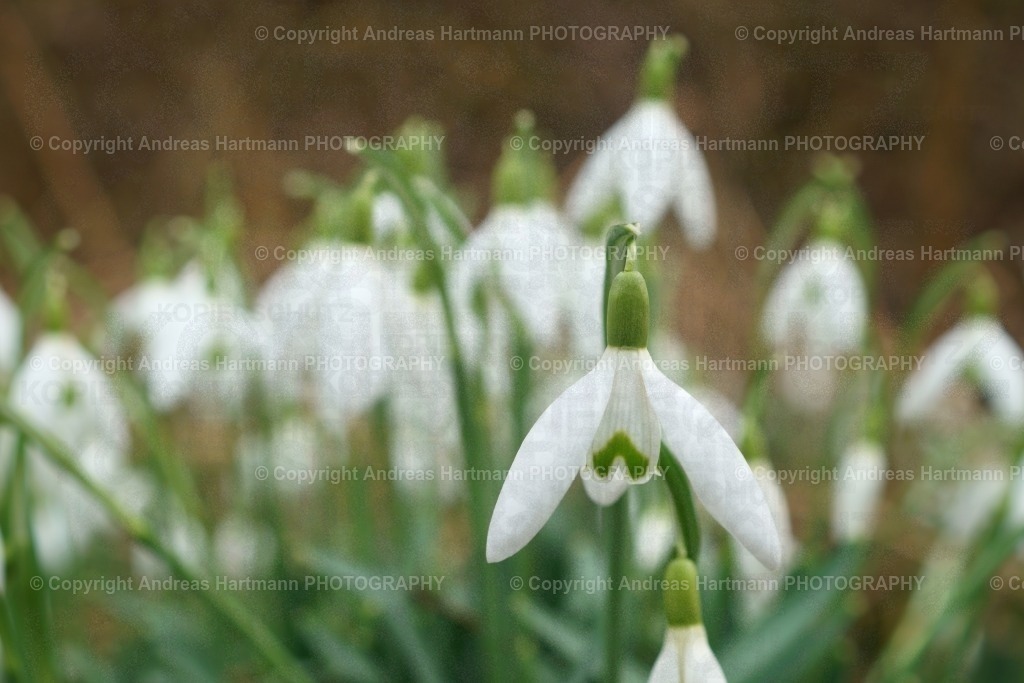 Schneeglöckchen | Schneeglöckchen - Realisiert mit Pictrs.com