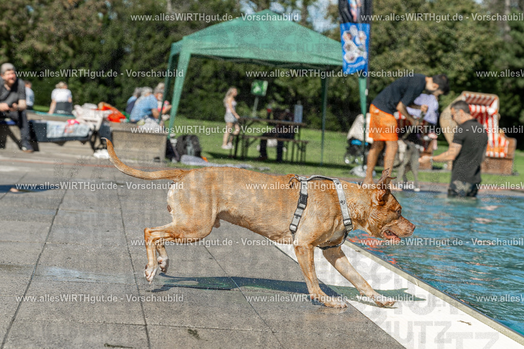 Hundeschwimmen_Volksbad_2026-allesWIRTHgut_Tierfotografie-2609061253-120328-7R500266 | Professionelle Tierfotografie in Mönchengladbach von Daniel Wirth (allesWIRTHgut). Liebevolle & natürliche Bilder von Hunden & Katzen für unvergessliche Erinnerungen.