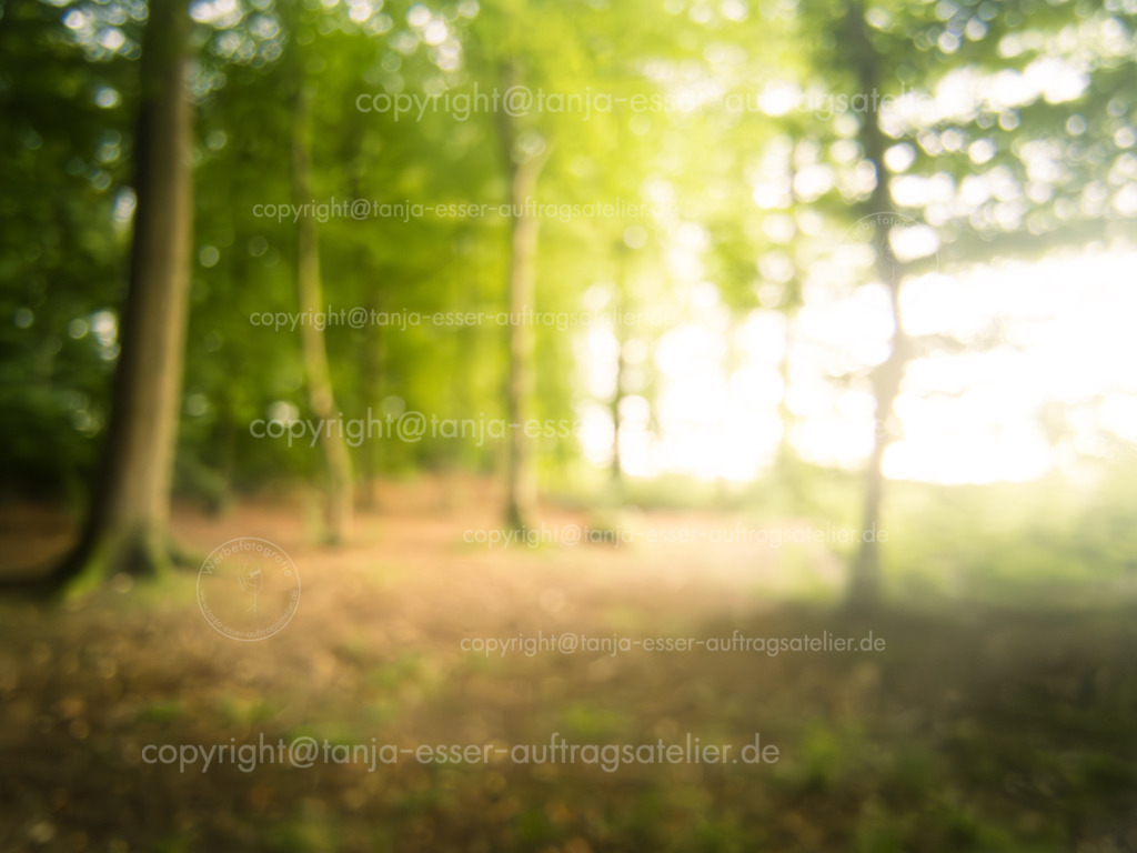 Friedwald Hintergrund D | Lichtschein trifft auf Bäume in einem Friedwald. Lichtdurchfluteter Ort des Gedenkens. Unscharfer Hintergrund für Design oder Text.