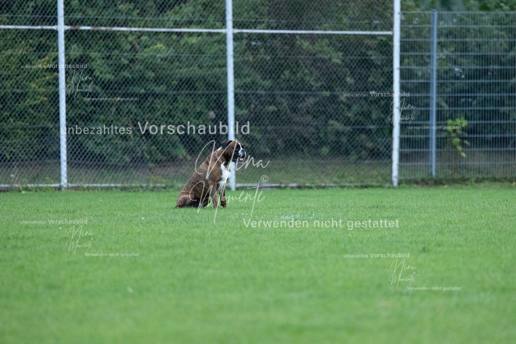 _16A4506 | Einzigartige Fotos von Hunden & Menschen –Actionfotos, Portraits, Vereinsaufnahmen & Paarshootings – authentisch, lebendig & mit Herz.