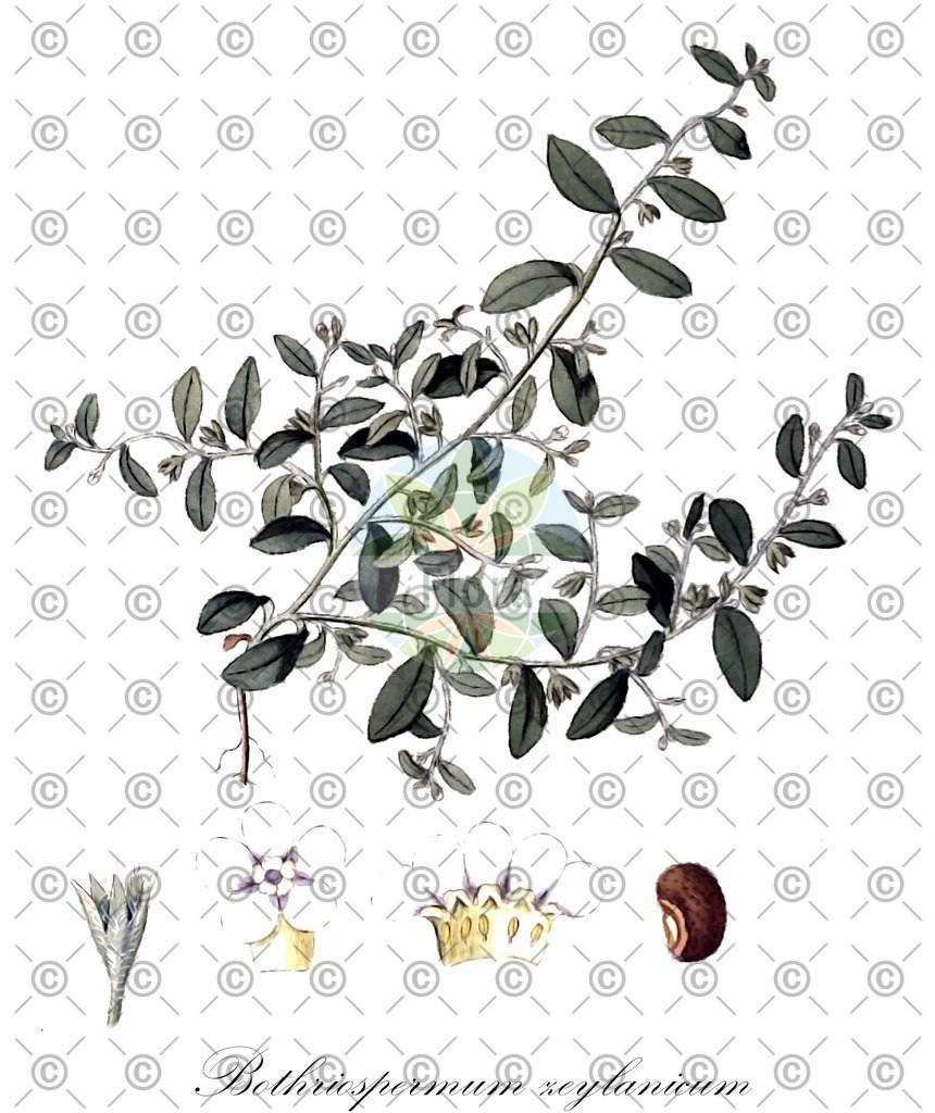 HistAbb_wfo-0000363131_1_ENZY_Simple | Historische Abbildung von Bothriospermum zeylanicum - Boraginaceae | Historical Illustration of Bothriospermum zeylanicum - Boraginaceae