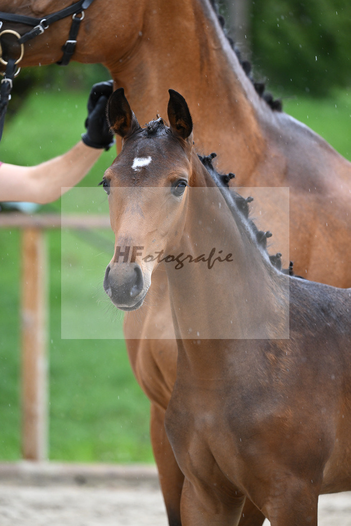 Kat-Nr. 20 SF Comme Prevu_Mayer_25230246 | hf-fotografie - Realisiert mit Pictrs.com