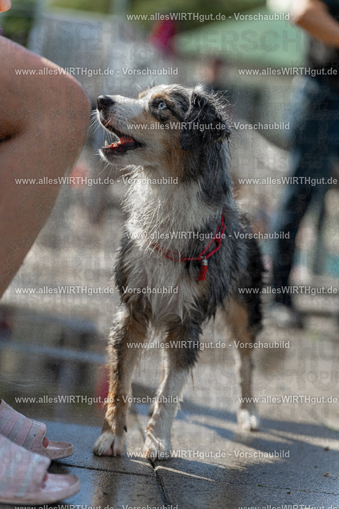 Hundeschwimmen_Volksbad_2026-allesWIRTHgut_Tierfotografie-2609061210-112048-7R500255 | Professionelle Tierfotografie in Mönchengladbach von Daniel Wirth (allesWIRTHgut). Liebevolle & natürliche Bilder von Hunden & Katzen für unvergessliche Erinnerungen.