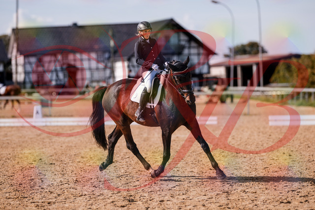 2026_10_03_Siefer-Hof_133827_Z81_96341775 | Professionelle Reitsport-, Turnier- und Eventfotografie von Robert Broda. Galerien mit ausgewählten und bearbeiteten Bildern direkt online ansehen und bestellen.