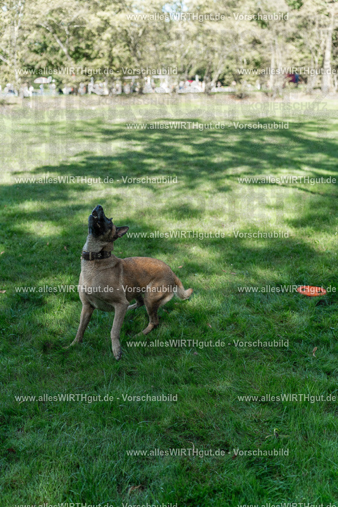 Hundeschwimmen_Volksbad_2026-allesWIRTHgut_Tierfotografie-2609061148-105817-7R509940 | Professionelle Tierfotografie in Mönchengladbach von Daniel Wirth (allesWIRTHgut). Liebevolle & natürliche Bilder von Hunden & Katzen für unvergessliche Erinnerungen.
