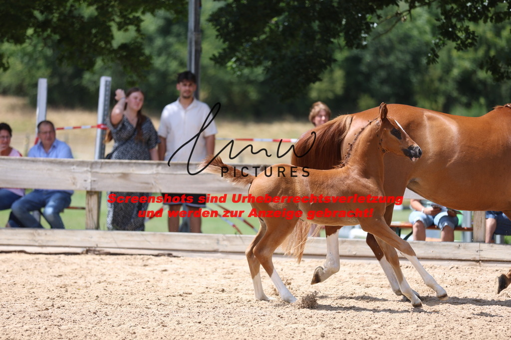 Fohlenschau_Schwäbisch_Hall_springbetonte_Fohlen_KN 22_2 | lmwpictures - Realisiert mit Pictrs.com