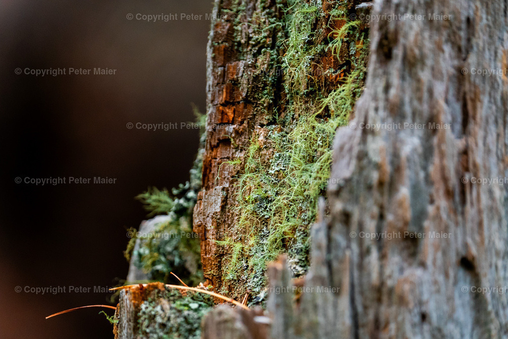 Divers_Erlebnisraum_Wald_23_Peter_Maier-792 | piet_flosse