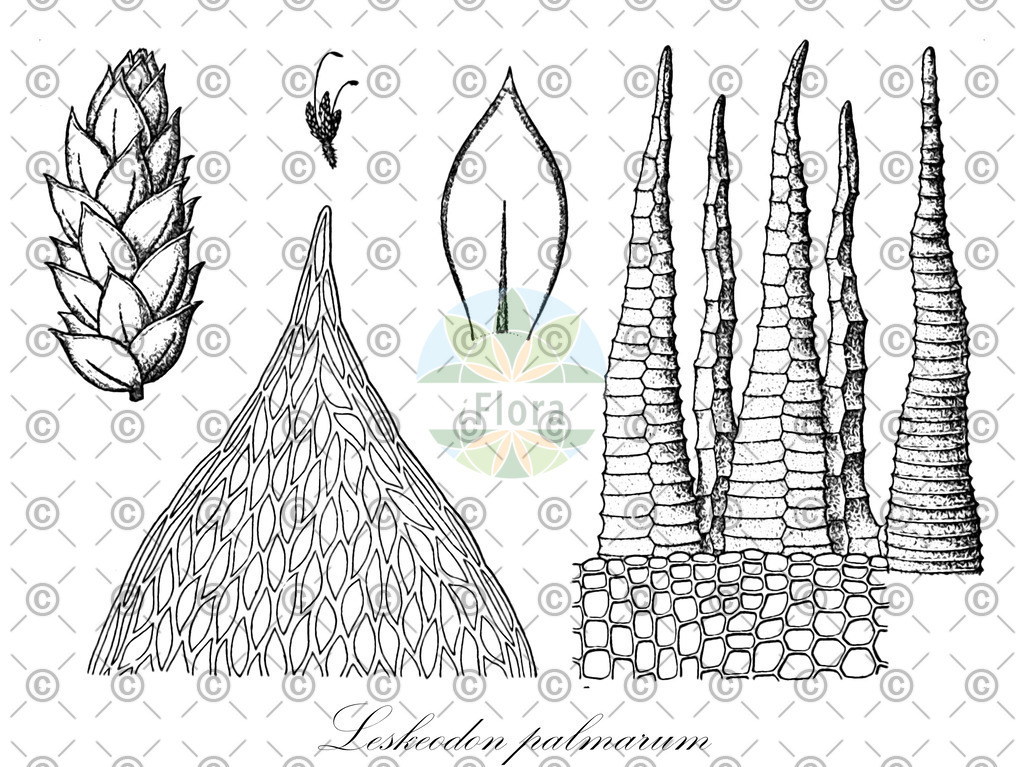 HistAbb_wfo-0000212630_1_ENZY_Simple | Historische Abbildung von Leskeodon palmarum - Daltoniaceae | Historical Illustration of Leskeodon palmarum - Daltoniaceae