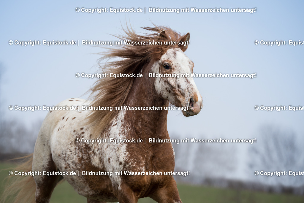 20150315_TOMsPiC_0059 | equistock