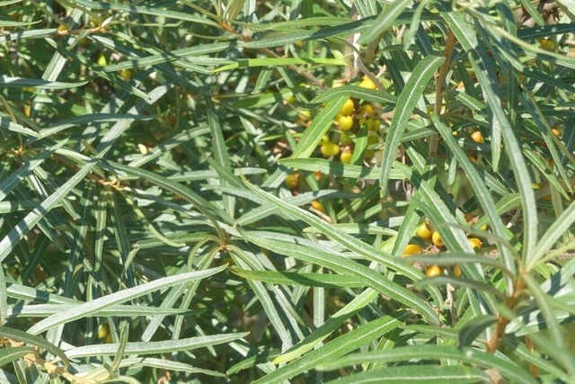 Ssandorn | Verkauf von Fotos und  Videoclips zumThema Natur.Motive sind Pflanzen, Tiere, Landschaftenund Wetter - Realisiert mit Pictrs.com