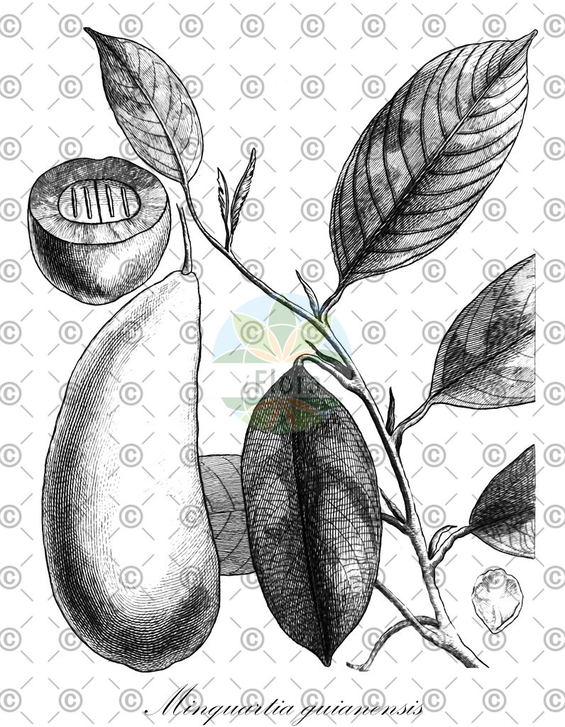 HistAbb_wfo-0000031954_1_ENZY_Simple | Historische Abbildung von Minquartia guianensis - Olacaceae | Historical Illustration of Minquartia guianensis - Olacaceae
