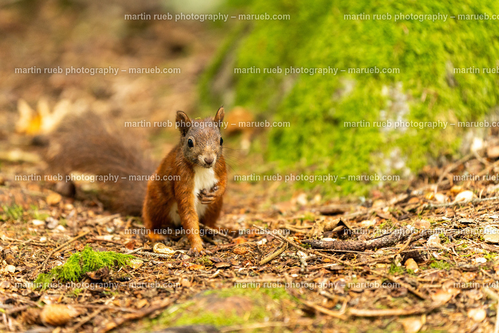 Squirrel's pulse II (horizontal) | Squirrel in it's natural habitat - Realisiert mit Pictrs.com