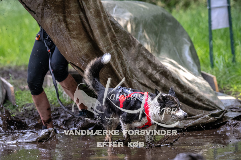 1347_ZZ92282 | kk-dogfotos