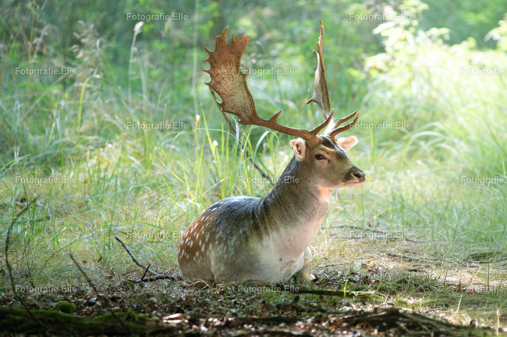 Z62_8728 | Fotografie Elle - Realisiert mit Pictrs.com