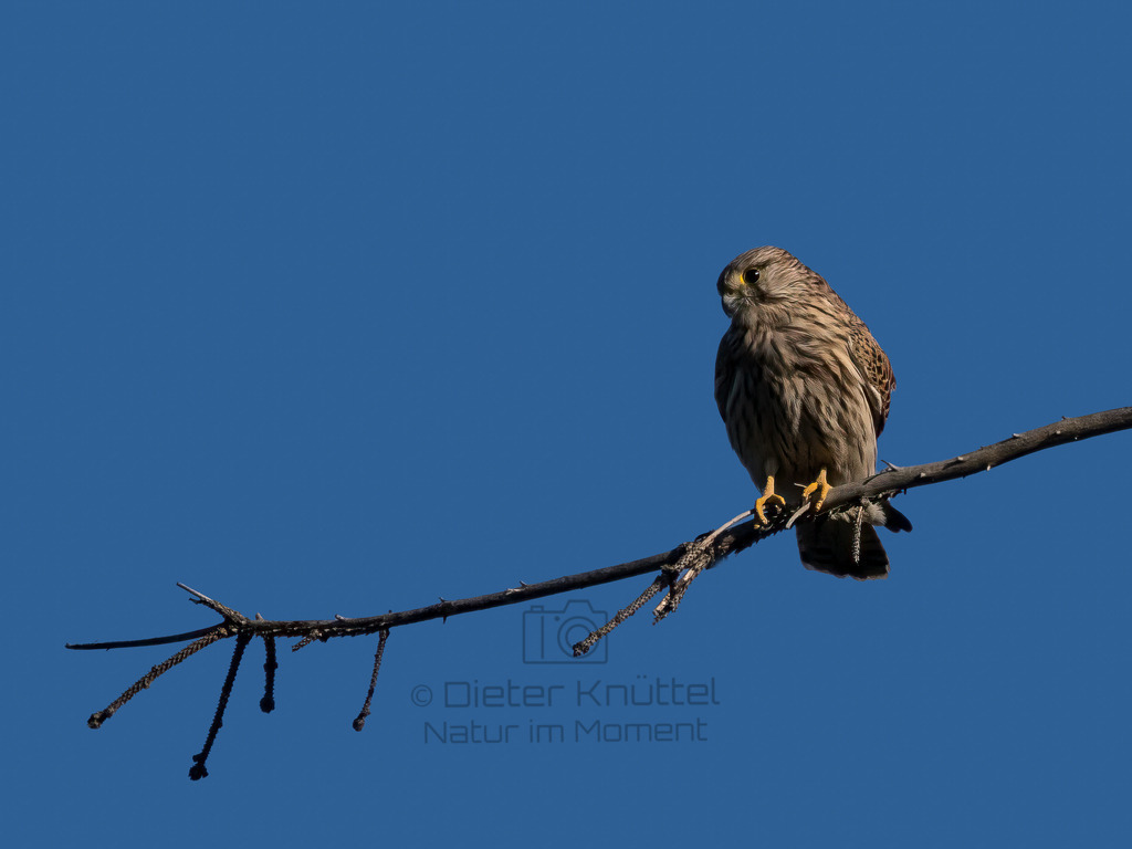 P1610439-Bearbeitet-2022-2-Bearbeitet-2022-LR | Natur im Moment - Realisiert mit Pictrs.com