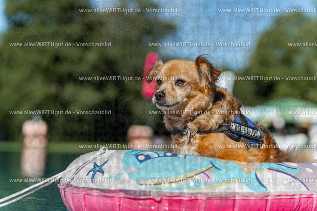 Hundeschwimmen_Volksbad_2026-allesWIRTHgut_Tierfotografie-2609061047-095733-7R509179 | Professionelle Tierfotografie in Mönchengladbach von Daniel Wirth (allesWIRTHgut). Liebevolle & natürliche Bilder von Hunden & Katzen für unvergessliche Erinnerungen.