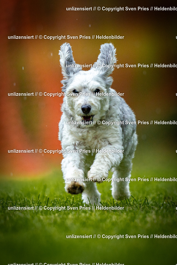 Sven Pries | 2025-09-21 - Hunderennen Baden-Oos - Realisiert mit Pictrs.com