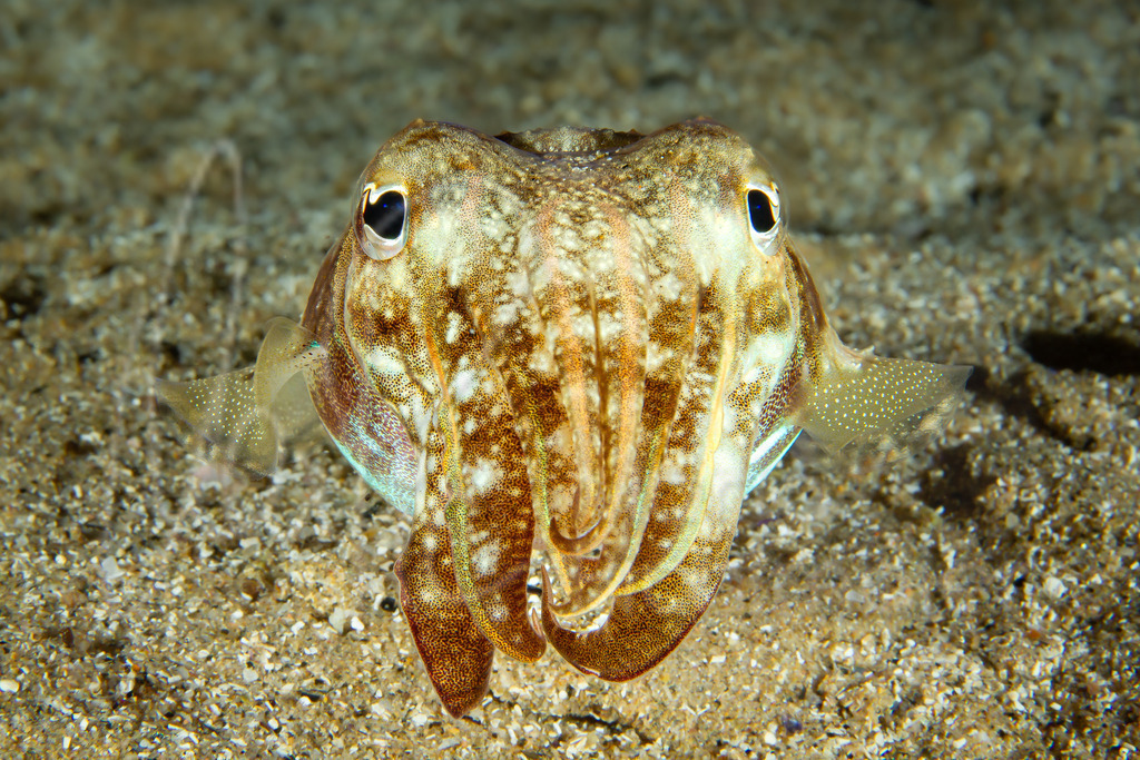 Sepia officinalis | Sepia / Cast: Sepia. Ang: Common cuttlefish. Fr: Sèche - Realisiert mit Pictrs.com