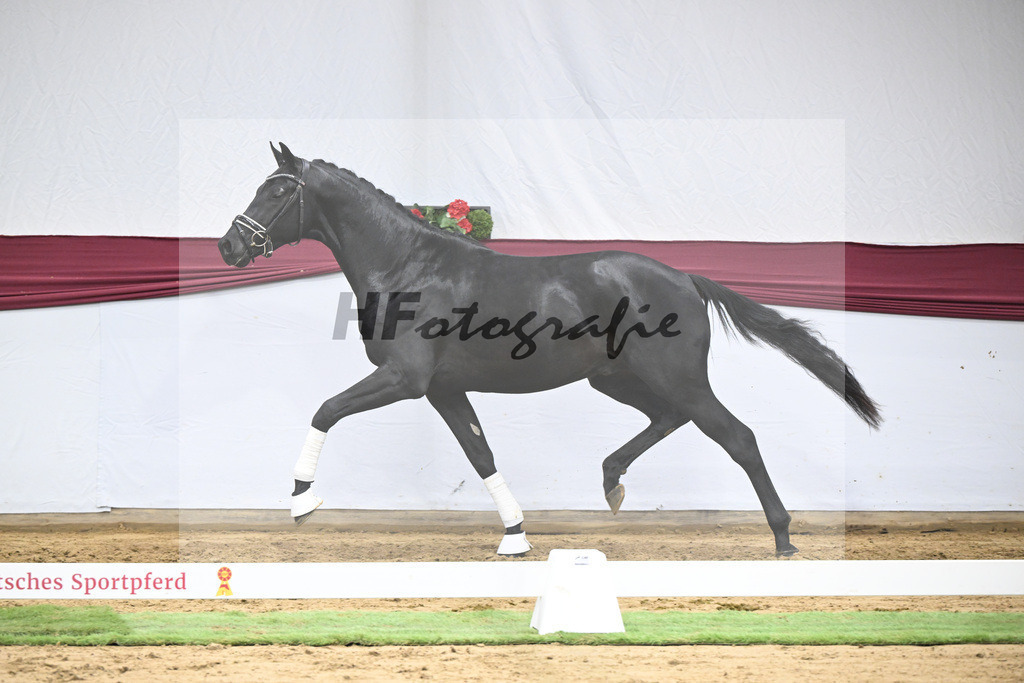 Kat-Nr. 38 Vivanero x Bretton Woods_Hanna Stengele_47251338 | hf-fotografie - Realisiert mit Pictrs.com