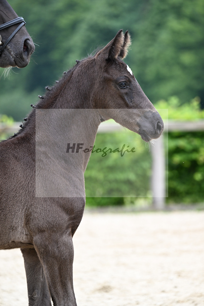 Kat-Nr. 17 Escanto PS x Danciano_HF_Huebner_14250469 | hf-fotografie - Realisiert mit Pictrs.com