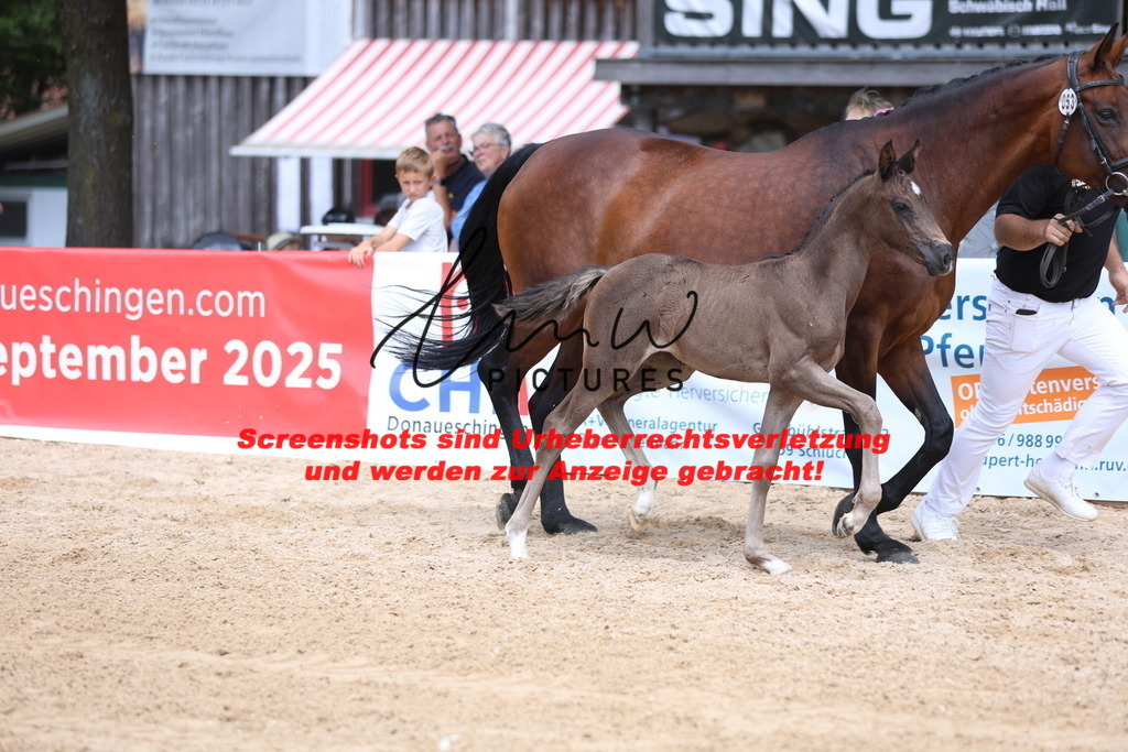 Fohlenschau_Schwäbisch_Hall_dressurbetonte_Fohlen_Goldring_KN 53_3 | lmwpictures - Realisiert mit Pictrs.com