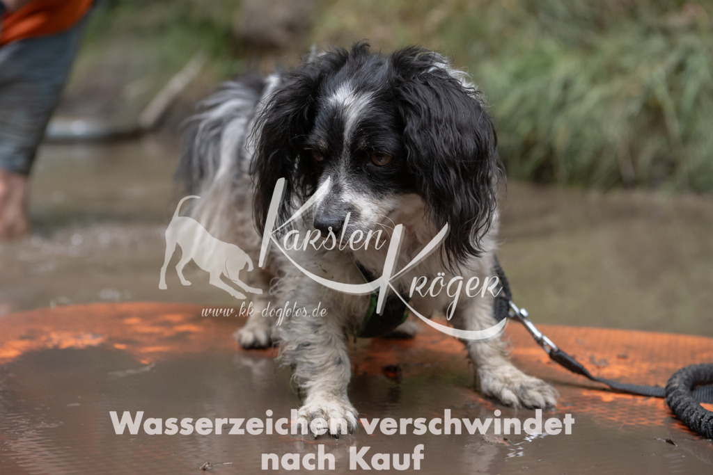1347_ZZ95907 | kk-dogfotos