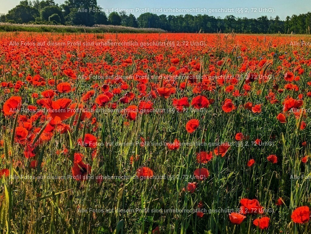 PXL_20230531_052927033-01_2 | krollfotografie - Realisiert mit Pictrs.com