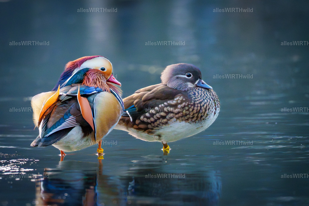 Daniel Wirth - www.allesWIRTHwild.de -7IV05668 | Entdecke die faszinierende Welt der Natur- und Wildlife-Fotografie von Daniel und Bärbel. Inspirierende Bilder von wilden Tieren und kleinen Naturwundern.