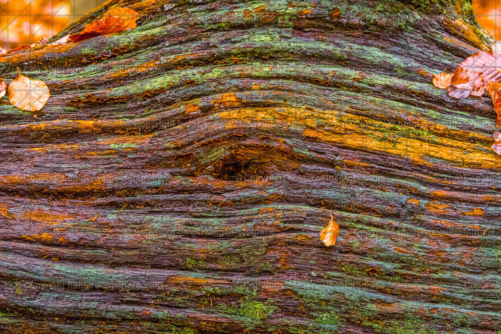 Struktur im Wald | Kaufen sie online außergewöhnliche Fotografien auf Leinwand Acrylglas Fotoprint Aludibond von holgerweigeltfotografie - Realisiert mit Pictrs.com