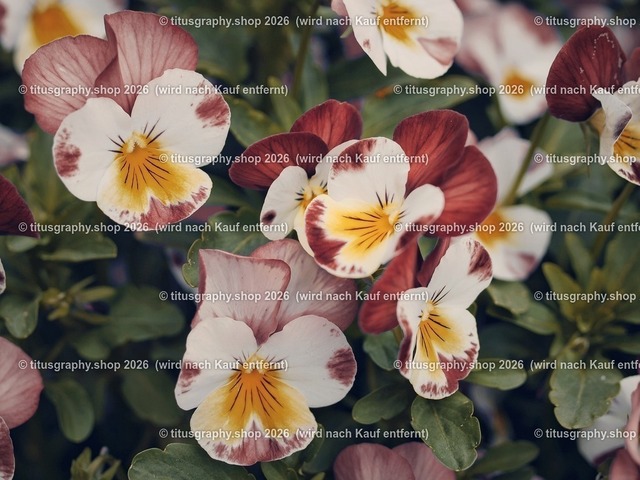 titusgraphy-P5107942_var-064 | Fotokunstarbeit aus der INSTAGRAM-Gallerie auf titusgraphy.eu - Realisiert mit Pictrs.com