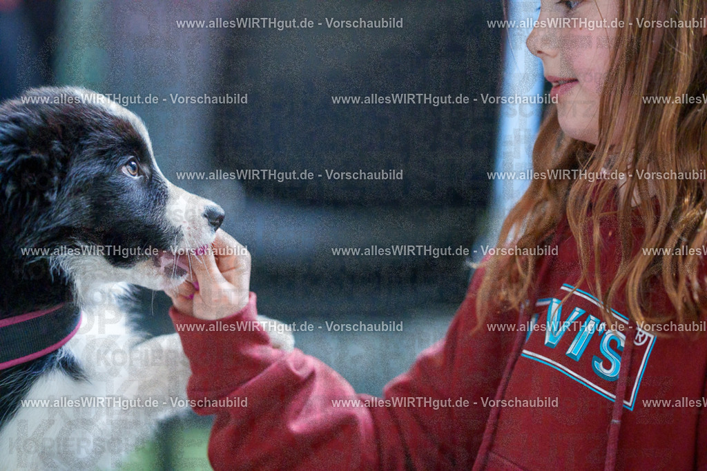 @allesWIRTHgut_Tierfotografie - www.allesWIRTHgut.de - 2604251328-7R503708 | Professionelle Tierfotografie in Mönchengladbach von Daniel Wirth (allesWIRTHgut). Liebevolle & natürliche Bilder von Hunden & Katzen für unvergessliche Erinnerungen.