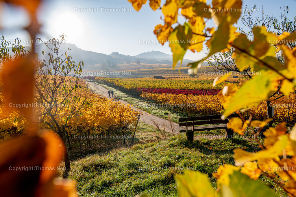 DSC_0461 | bbe,bre,goldener November, die Natur entschädigt im Moment für die Corona bedingten Maßnahmen , hier Blick auf die Weinberge zwischen Bensheim und Heppenheim (hessische Bergstraße) kurz nach Sonnenaufgang, ,, Bild: Thomas Neu