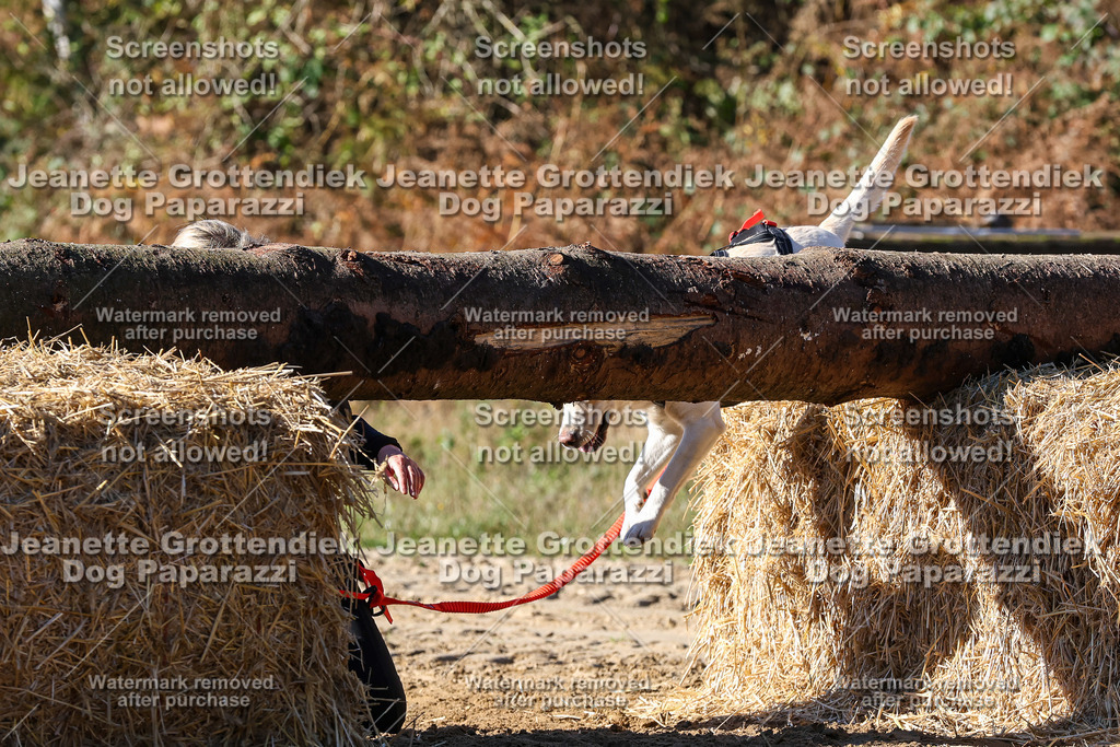 Dog Paparazzi - Strongdog 10-25-2321 | Dog Paparazzi Jeanette Grottendiek Fotografie & Videografie - Realisiert mit Pictrs.com