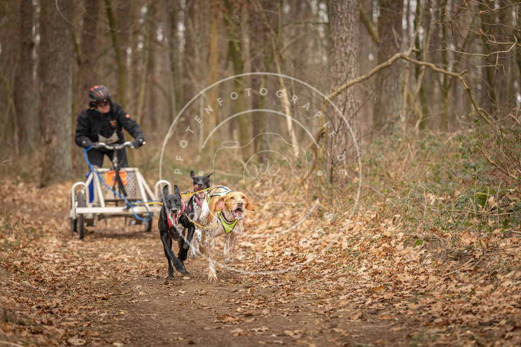 Pfotenfotografie_DV3A8776 | Hundefotografie, Tierfotograf, Pfotenfotografie, Fotoshooting Hund, Hunde Portrait, Hundesport, Hundeportraits, Heideshooting, Hunde, Sportfotograf, Hundefotograf, Turnierhundsport, THS,  - Realisiert mit Pictrs.com