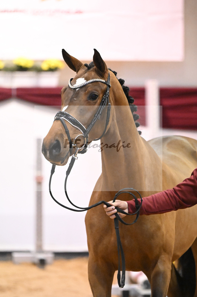 Kat-Nr. 46 v. Poker de Mariposa_Beckmann_66221263 | hf-fotografie - Realisiert mit Pictrs.com
