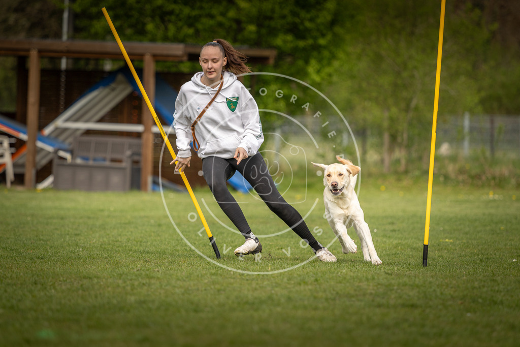 Pfotenfotografie_DV3A5186 | Hundefotografie, Tierfotograf, Pfotenfotografie, Fotoshooting Hund, Hunde Portrait, Hundesport, Hundeportraits, Heideshooting, Hunde, Sportfotograf, Hundefotograf, Turnierhundsport, THS,  - Realisiert mit Pictrs.com