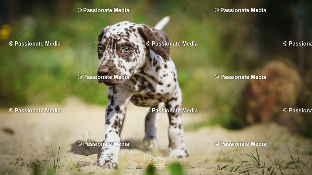 DSC06161 | Passionate Media, dein Fotograf aus Brandenburg, Märkisch Oderland, im Bereich Motorsport, Autos und Motorräder sowie Events und auch Hunde. Shootings oder auch Eventbegleitungen können bei mir gebucht we