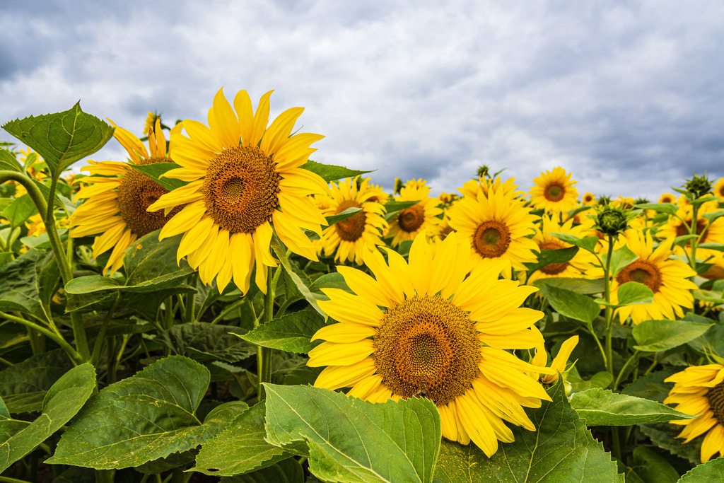 Sonnenblumenfeld zwischen Stäbelow und Clausdorf bei Rostock | Sonnenblumenfeld zwischen Stäbelow und Clausdorf bei Rostock.