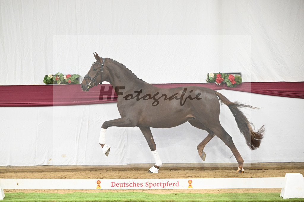 Kat-Nr. 108 Viva Gold x Floricello_Oliver Schmoee_47253456 | hf-fotografie - Realisiert mit Pictrs.com