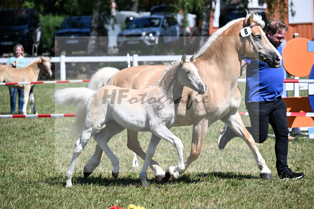 Kat-Nr. 8 SF v. Barion x Amaryl_Ried_22250187 | hf-fotografie - Realizzato con Pictrs.com